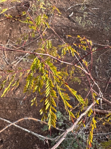 Acaciella glauca observed 2026-04-27