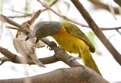 Grey-Headed Bushshrike photo 2