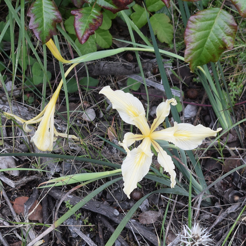 Iris fernaldii, photograph 6