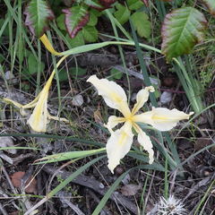 Iris fernaldii, photograph author not stated, no rights reserved