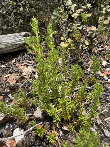 Coprosma ernodeoides, photograph 2