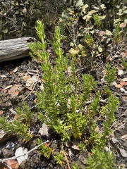 Coprosma ernodeoides, photograph (c) Tara Severns, some rights reserved (CC BY)