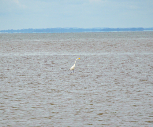 Great Egret
