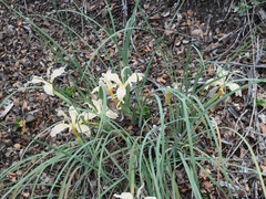 Iris fernaldii, photograph author not stated, no rights reserved