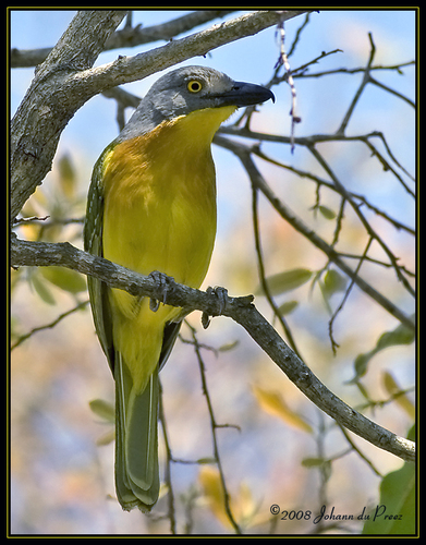 Grey-headed Bushshrike