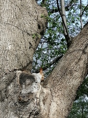 Sciurus vulgaris