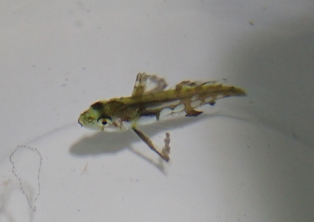 Little dragon sculpin (Blepsias cirrhosus) — Hemitripteridae