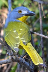 Grey-Headed Bushshrike photo 3