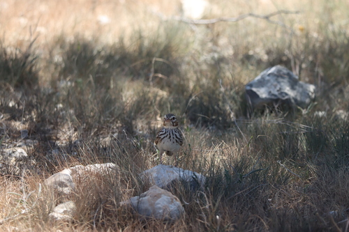 Madagascar Lark (Eremopterix hova), photo 7