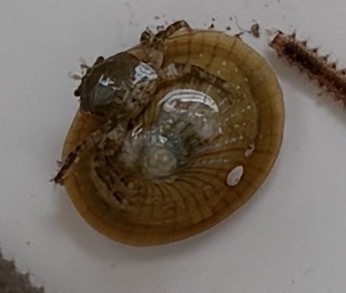 Patella pellucida