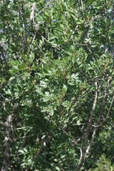 Hippobromus pauciflorus