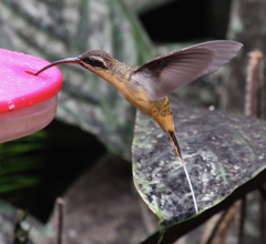 Phaethornis syrmatophorus