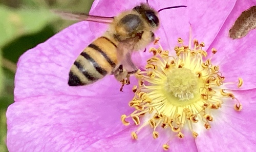 iNaturalist observation photo of Western Honey Bee