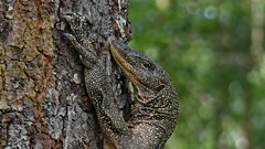 Varanus indicus