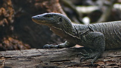 Varanus indicus