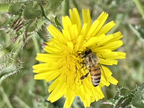 iNaturalist observation photo of Western Honey Bee