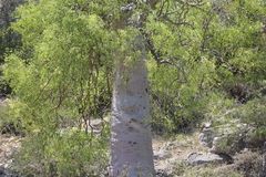Moringa drouhardii, photograph (c) amantedarmanin, some rights reserved (CC BY)