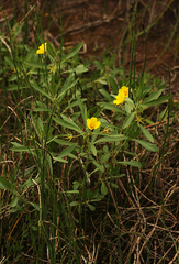 Ludwigia grandiflora