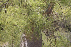 Moringa drouhardii, photograph (c) amantedarmanin, some rights reserved (CC BY)