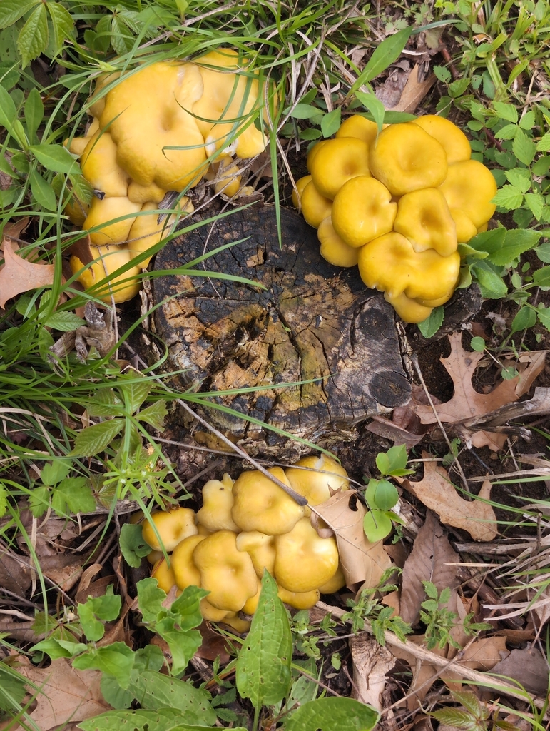 Pleurotus citrinopileatus · April 2026 · photo: © moyogi (iNaturalist, cc-by)