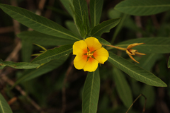 Ludwigia grandiflora
