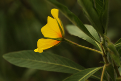 Ludwigia grandiflora