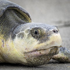 Kemp's Ridley photo 2