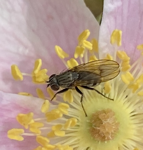 iNaturalist observation photo of Brachyceran Flies