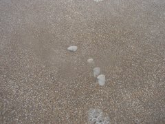 Amarilladesma mactroides