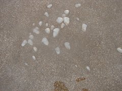 Amarilladesma mactroides