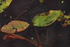Potamogeton natans