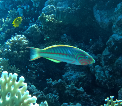 Thalassoma rueppellii