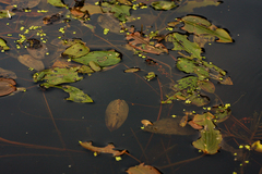 Potamogeton natans