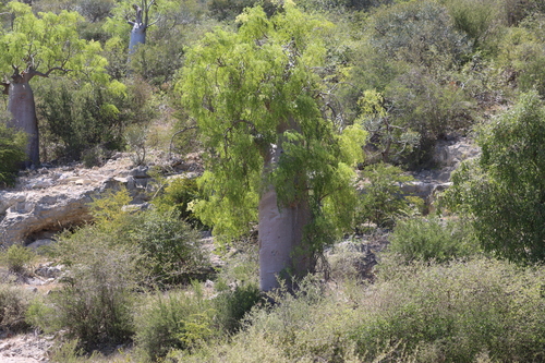 Moringa drouhardii, photograph 2