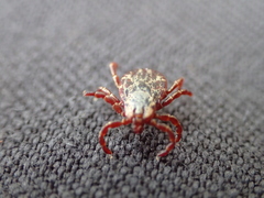 Dermacentor andersoni