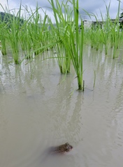 Occidozyga laevis