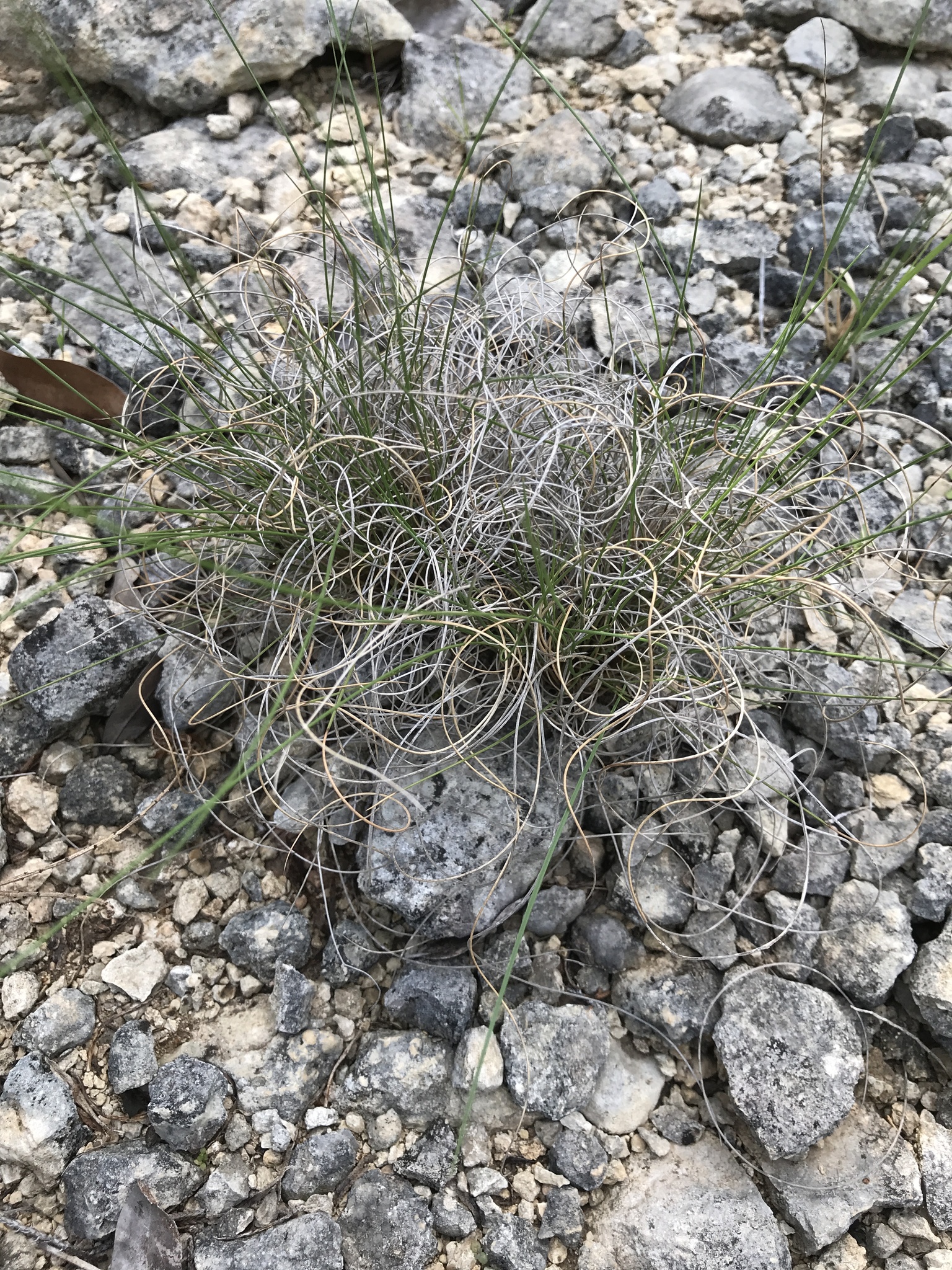 Muhlenbergia reverchonii