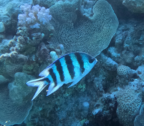 Abudefduf sexfasciatus