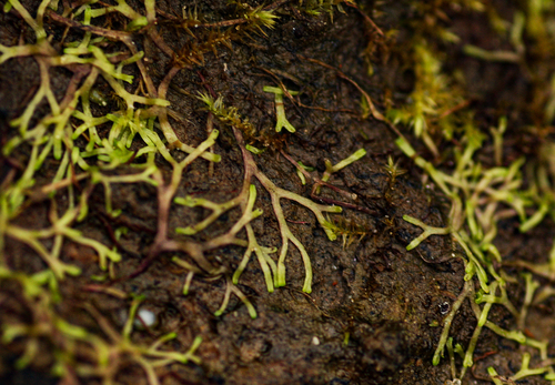 Riccia fluitans