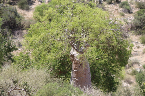 Moringa drouhardii, photograph 1