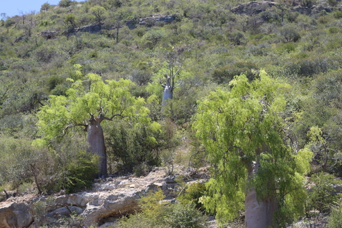 Moringa drouhardii