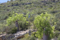 Moringa drouhardii