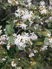 Osmanthus × burkwoodii