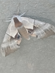 Smerinthus saliceti