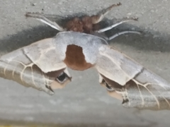 Smerinthus saliceti