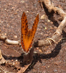 Catacroptera cloanthe cloanthe