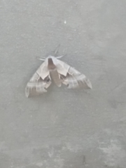 Smerinthus saliceti