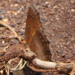 Catacroptera cloanthe cloanthe