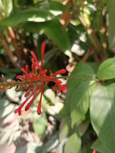 Firespike