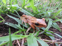 Polypedates leucomystax